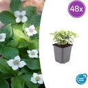 Teppichhartriegel 48er-Set (Cornus canadensis) – winterharte Staude, Topf-Ø 9 cm, Höhe ca. 25 cm