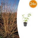 24x Cornus sang. 'Anny's Winter Orange' - ↕10-25cm - Ø9cm