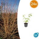 Roter Hartriegels Winter Orange' 'Anny' 24er-Set (Cornus sanguinea) – winterharter Zierstrauch, Topf-Ø 9 cm, Höhe ca. 25 cm