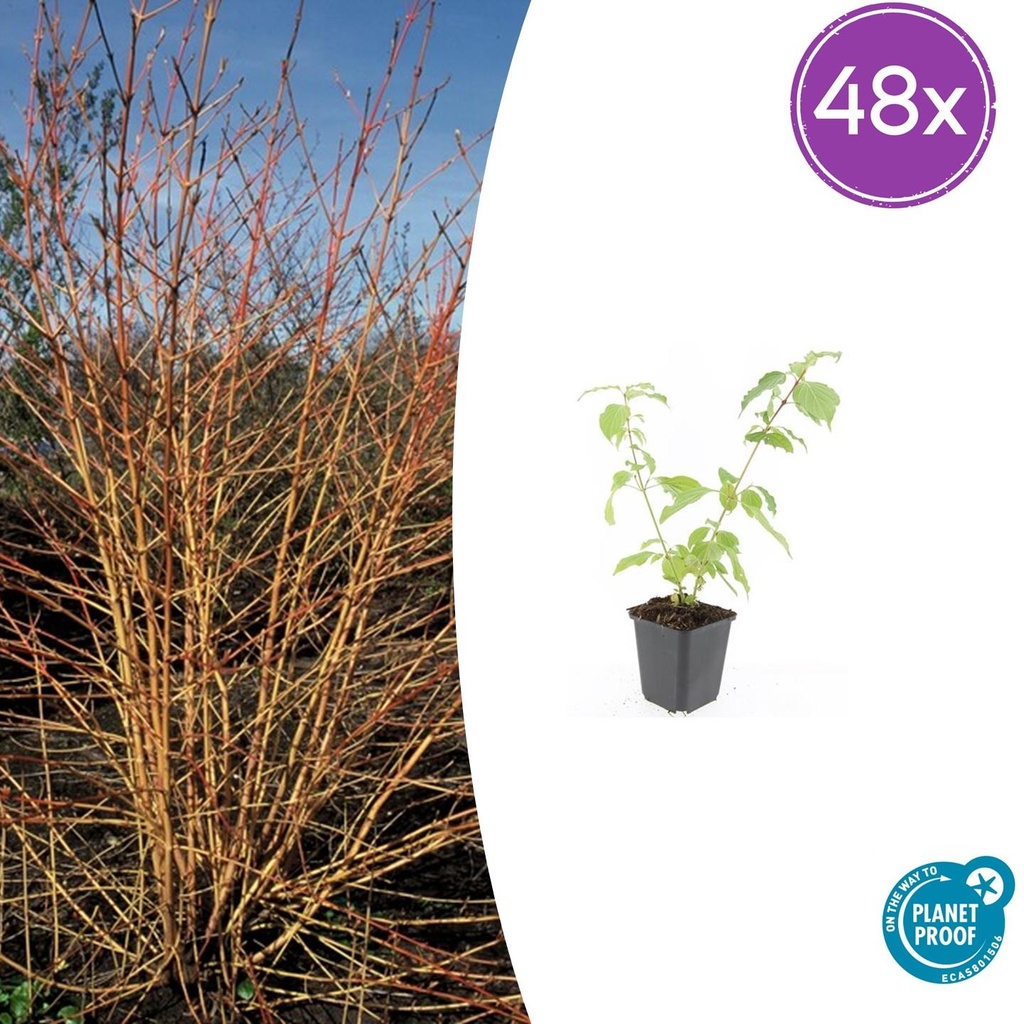 Roter Hartriegels Winter Orange' 'Anny' 48er-Set (Cornus sanguinea) – winterharter Zierstrauch, Topf-Ø 9 cm, Höhe ca. 25 cm