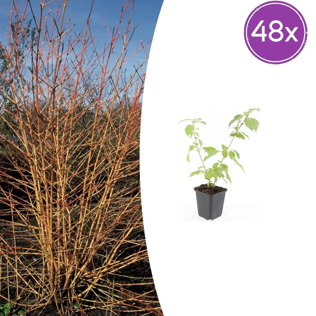 Roter Hartriegels Winter Orange' 'Anny' 48er-Set (Cornus sanguinea) – winterharter Zierstrauch, Topf-Ø 9 cm, Höhe ca. 25 cm