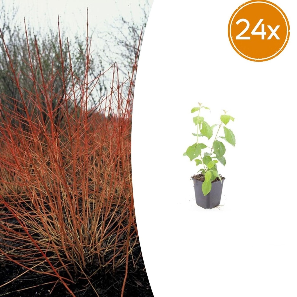 24x Cornus sang. 'Midwinter Fire' - ↕10-25cm - Ø9cm