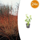 24x Cornus sang. 'Midwinter Fire' - ↕10-25cm - Ø9cm