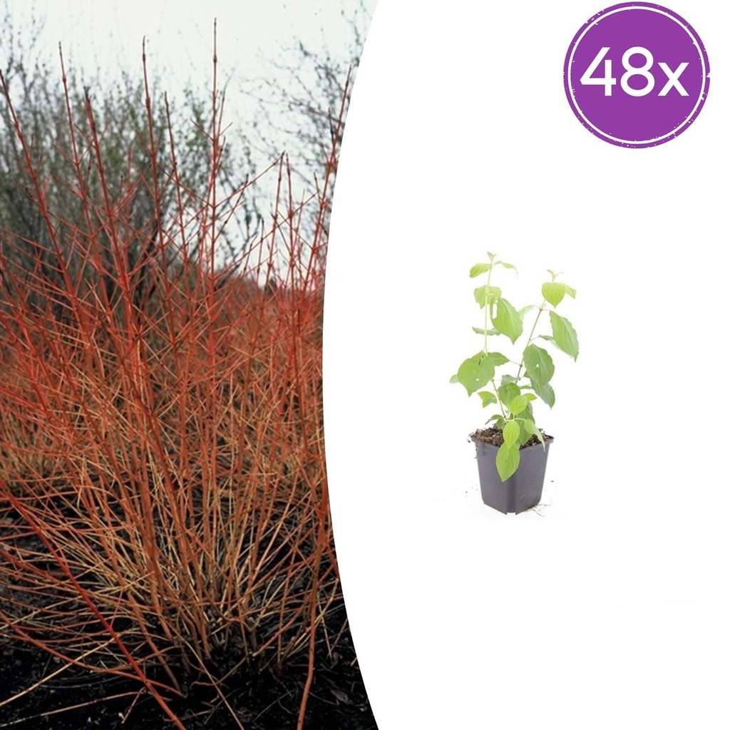48x Cornus sang. 'Midwinter Fire' - ↕10-25cm - Ø9cm