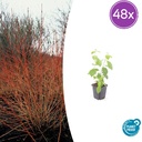 Roter Hartriegel 'Midwinter Fire' 48er-Set (Cornus sanguinea) – winterharter Strauch, Topf-Ø 9 cm, Höhe ca. 25 cm