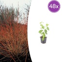 Roter Hartriegel 'Midwinter Fire' 48er-Set (Cornus sanguinea) – winterharter Strauch, Topf-Ø 9 cm, Höhe ca. 25 cm