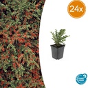 Fächer-Zwergmispel 24er-Set (Cotoneaster horizontalis) – winterharter Bodendecker, Topf-Ø 9 cm, Höhe ca. 25 cm
