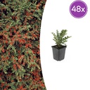 48x Cotoneaster horizontalis - ↕10-25cm - Ø9cm