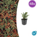 Fächer-Zwergmispel 48er-Set (Cotoneaster horizontalis) – winterharter Bodendecker, Topf-Ø 9 cm, Höhe ca. 25 cm