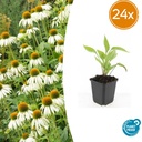 Scheinsonnenhut 'Weiß Schwan' 24er-Set (Echinacea purpurea) – winterharte Staude, Topf-Ø 9 cm, Höhe ca. 25 cm