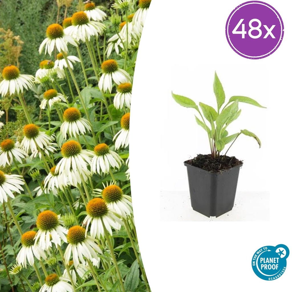 Scheinsonnenhut 'White Swan' 48er-Set (Echinacea purpurea) – winterharte Staude, Topf-Ø 9 cm, Höhe ca. 25 cm