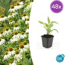 Scheinsonnenhut 'White Swan' 48er-Set (Echinacea purpurea) – winterharte Staude, Topf-Ø 9 cm, Höhe ca. 25 cm