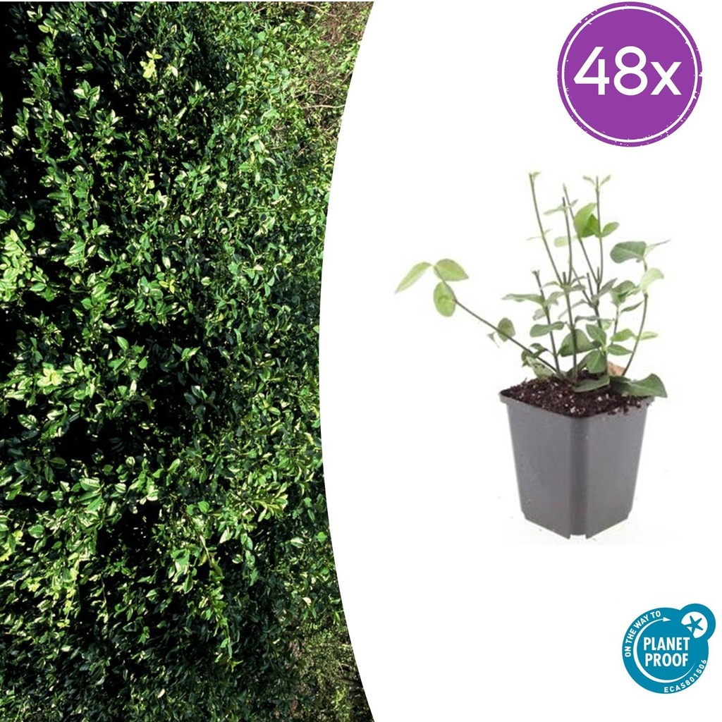 48x Euonymus fort. 'Coloratus' - ↕10-25cm - Ø9cm