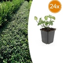 24x Euonymus fort. 'Dart's Blanket' - ↕10-25cm - Ø9cm