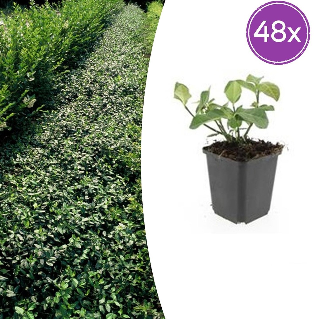 48x Euonymus fort. 'Dart's Decke' - ↕10-25cm - Ø9cm