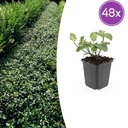 48x Euonymus fort. 'Dart's Decke' - ↕10-25cm - Ø9cm