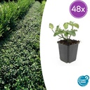 Kriechspindel 'Dart' 48er-Set (Euonymus fortunei) – winterharter Bodendecker, Topf-Ø 9 cm, Höhe ca. 25 cm