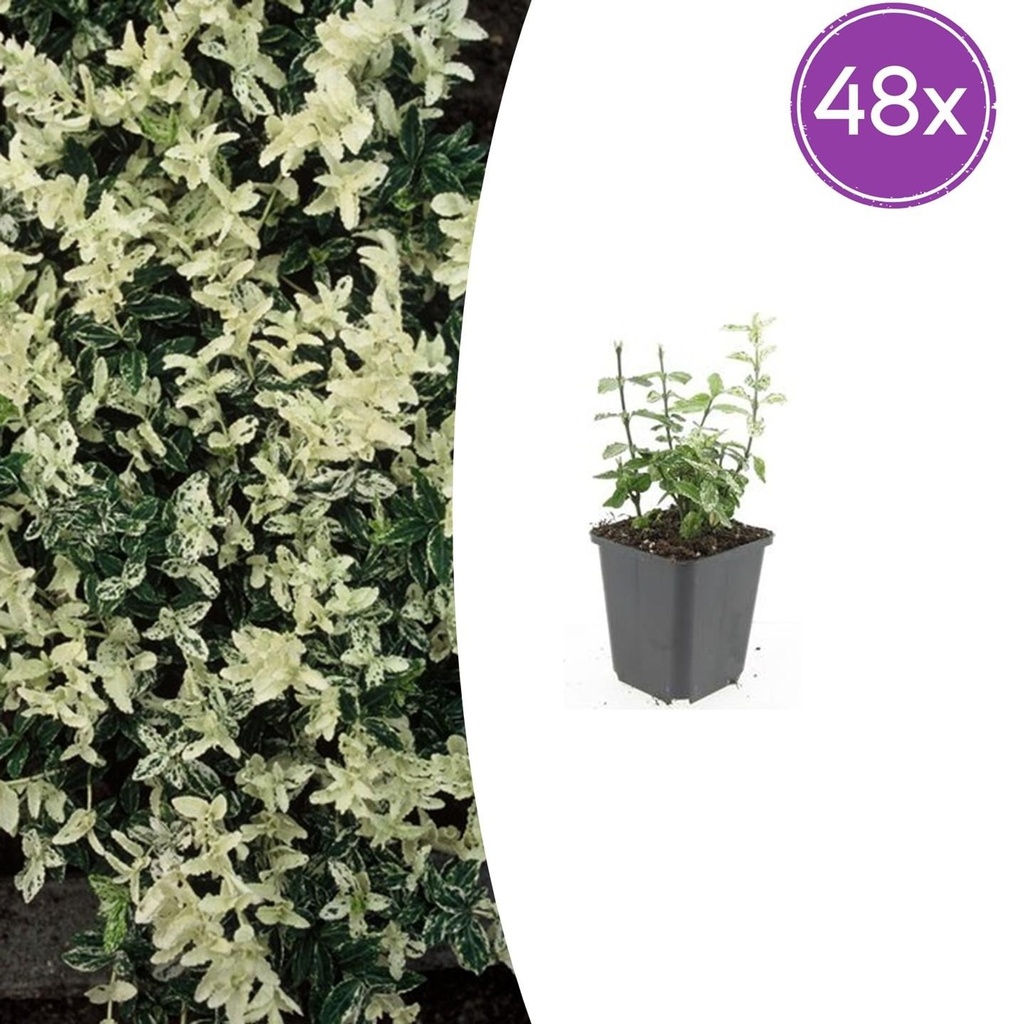 48x Euonymus fort. 'Harlequin' - ↕10-25cm - Ø9cm