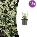 48x Euonymus fort. 'Harlequin' - ↕10-25cm - Ø9cm