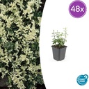 Immergrüne Kriechspindel 'Harlequin' 48er-Set (Euonymus fortunei) – winterharter immergrüner Bodendecker, Topf-Ø 9 cm, Höhe ca. 25 cm