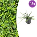 Immergrüne Kriechspindel 'Minimus' 48er-Set (Euonymus fortunei) – winterharter immergrüner Bodendecker, Topf-Ø 9 cm, Höhe ca. 25 cm