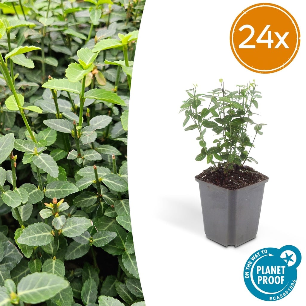 Kriechspindel 24er-Set (Euonymus fortunei) – winterharter Bodendecker, Topf-Ø 9 cm, Höhe ca. 25 cm