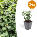 24x Euonymus fortunei radicans - ↕10-25cm - Ø9cm