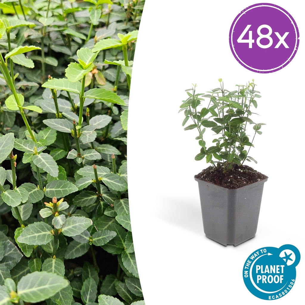 Kriechspindel 48er-Set (Euonymus fortunei) – winterharter Bodendecker, Topf-Ø 9 cm, Höhe ca. 25 cm