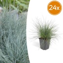 24x Festuca glauca 'Elijah Bleu' - ↕10-25cm - Ø9cm