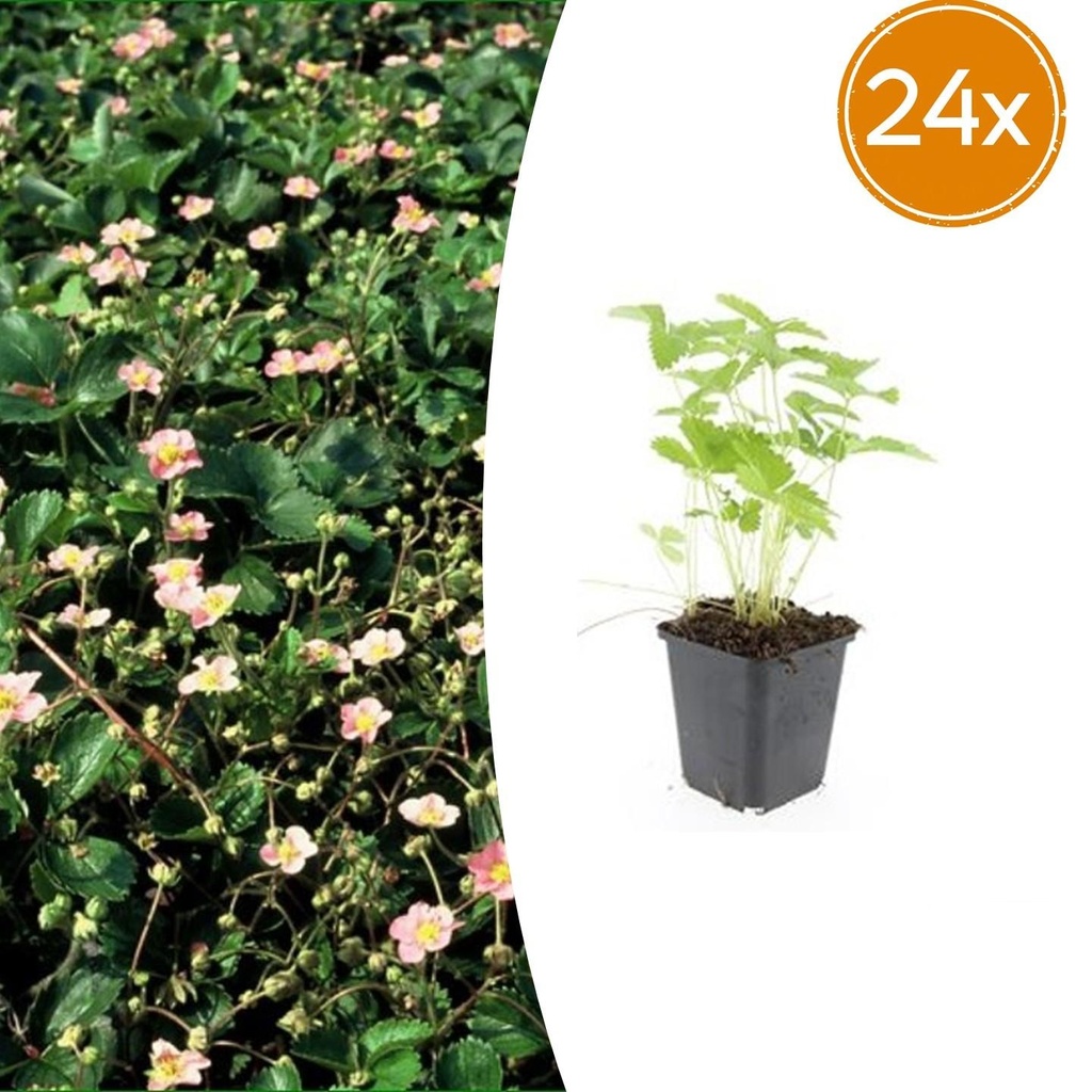 24x Fragaria vesca - ↕10-25cm - Ø9cm