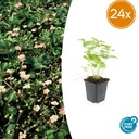 Walderdbeere 24er-Set (Fragaria vesca) – winterharte Wildobst-Staude, Topf-Ø 9 cm, Höhe ca. 25 cm