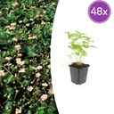 48x Fragaria vesca - ↕10-25cm - Ø9cm