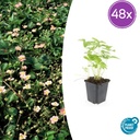 Walderdbeere 48er-Set (Fragaria vesca) – winterharte Wildobst-Staude, Topf-Ø 9 cm, Höhe ca. 25 cm