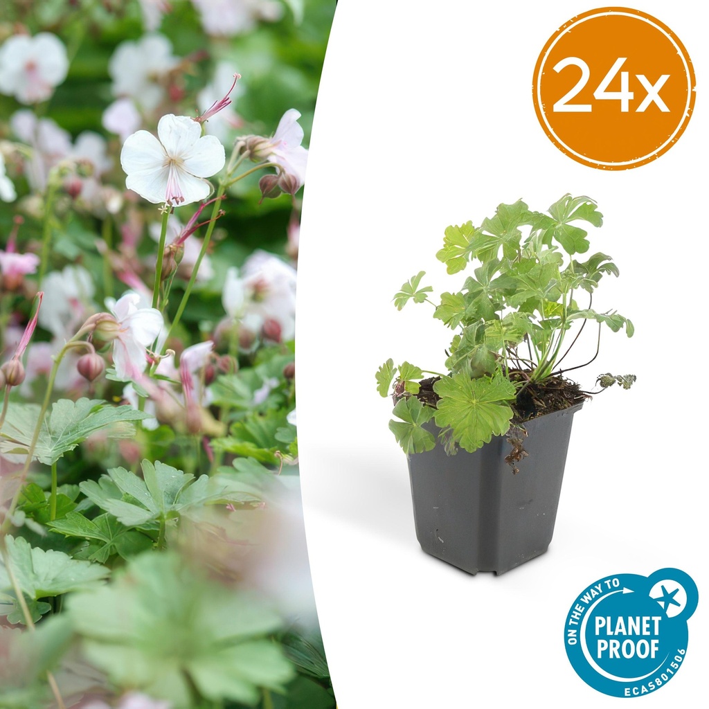 Geranie 'Biokovo' 24er-Set (Geranium cantabrigiense) – winterharte Staude, Topf-Ø 9 cm, Höhe ca. 25 cm