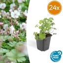 Geranie 'Biokovo' 24er-Set (Geranium cantabrigiense) – winterharte Staude, Topf-Ø 9 cm, Höhe ca. 25 cm