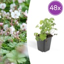 48x Geranium cant. 'Biokovo' - ↕10-25cm - Ø9cm