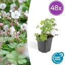 Geranie 'Biokovo' 48er-Set (Geranium cantabrigiense) – winterharte Staude, Topf-Ø 9 cm, Höhe ca. 25 cm
