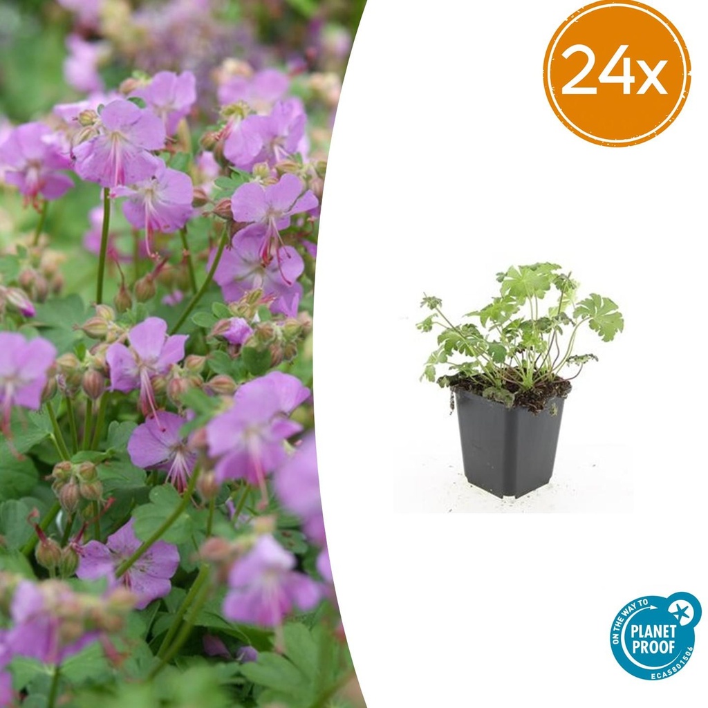 Geranie 'Cambridge' 24er-Set (Geranium cantabrigiense) – winterharte Staude, Topf-Ø 9 cm, Höhe ca. 25 cm