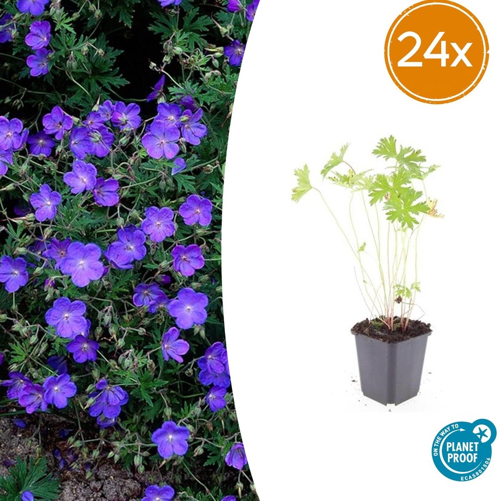 Storchschnabel 'Johnson' 24er-Set (Geranium s) – winterharte Staude, Topf-Ø 9 cm, Höhe ca. 25 cm
