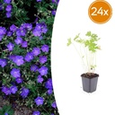 24x Geranium 'Johnson's Blue' - ↕10-25cm - Ø9cm