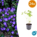 Storchschnabel 'Johnson' 24er-Set (Geranium s) – winterharte Staude, Topf-Ø 9 cm, Höhe ca. 25 cm