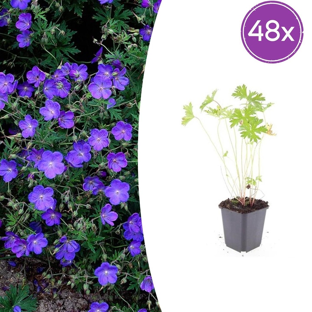 Storchschnabel 'Johnson' 48er-Set (Geranium s) – winterharte Staude, Topf-Ø 9 cm, Höhe ca. 25 cm