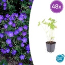 Storchschnabel 'Johnson' 48er-Set (Geranium s) – winterharte Staude, Topf-Ø 9 cm, Höhe ca. 25 cm