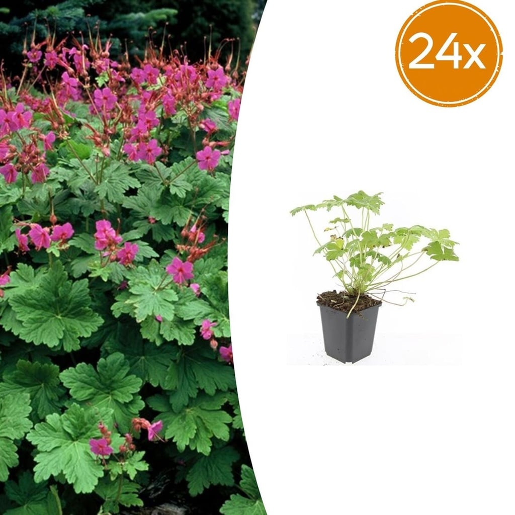 Geranie 'Czakor' 24er-Set (Geranium macrorrhizum) – winterharte Staude, Topf-Ø 9 cm, Höhe ca. 25 cm