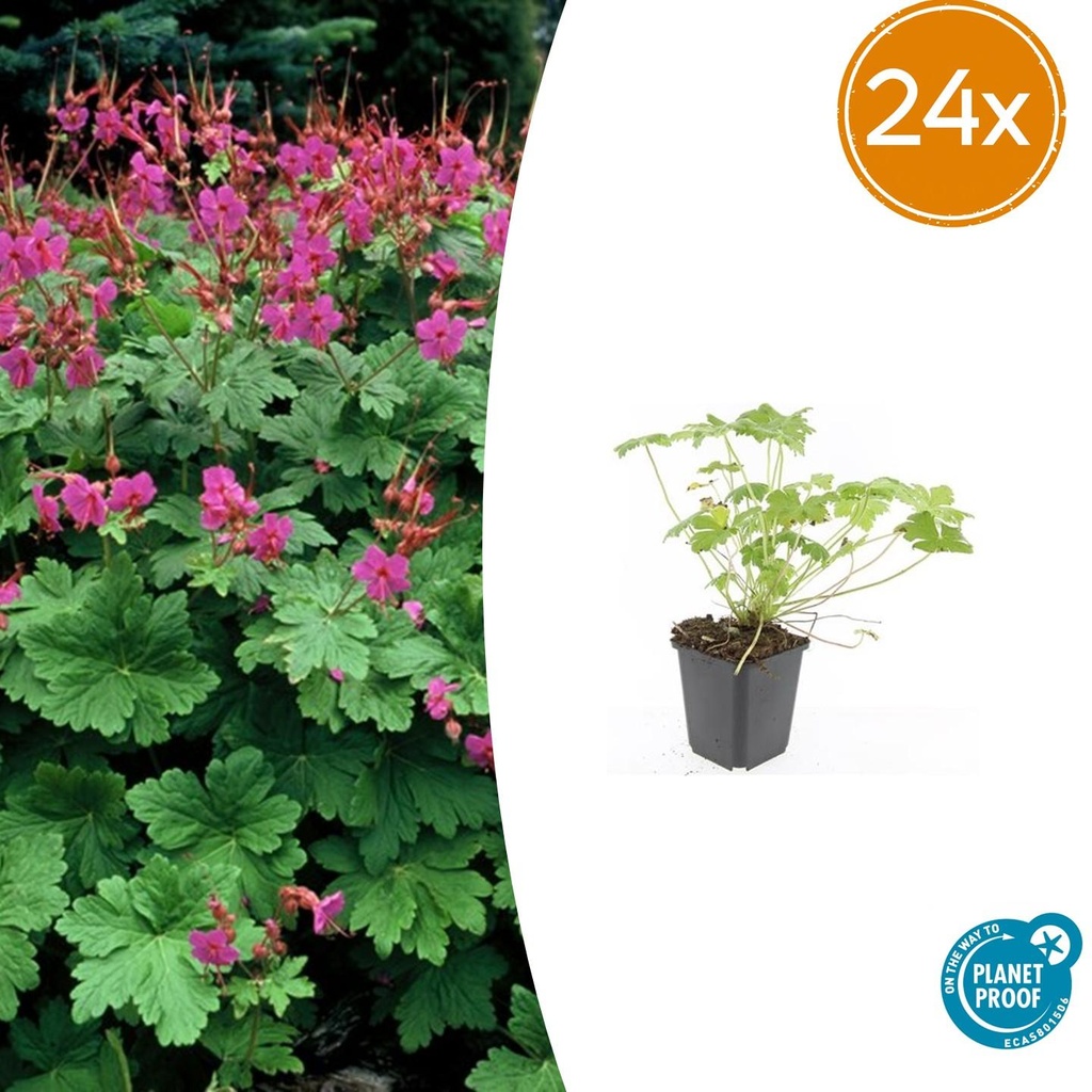 Geranie 'Czakor' 24er-Set (Geranium macrorrhizum) – winterharte Staude, Topf-Ø 9 cm, Höhe ca. 25 cm