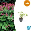 Geranie 'Czakor' 24er-Set (Geranium macrorrhizum) – winterharte Staude, Topf-Ø 9 cm, Höhe ca. 25 cm
