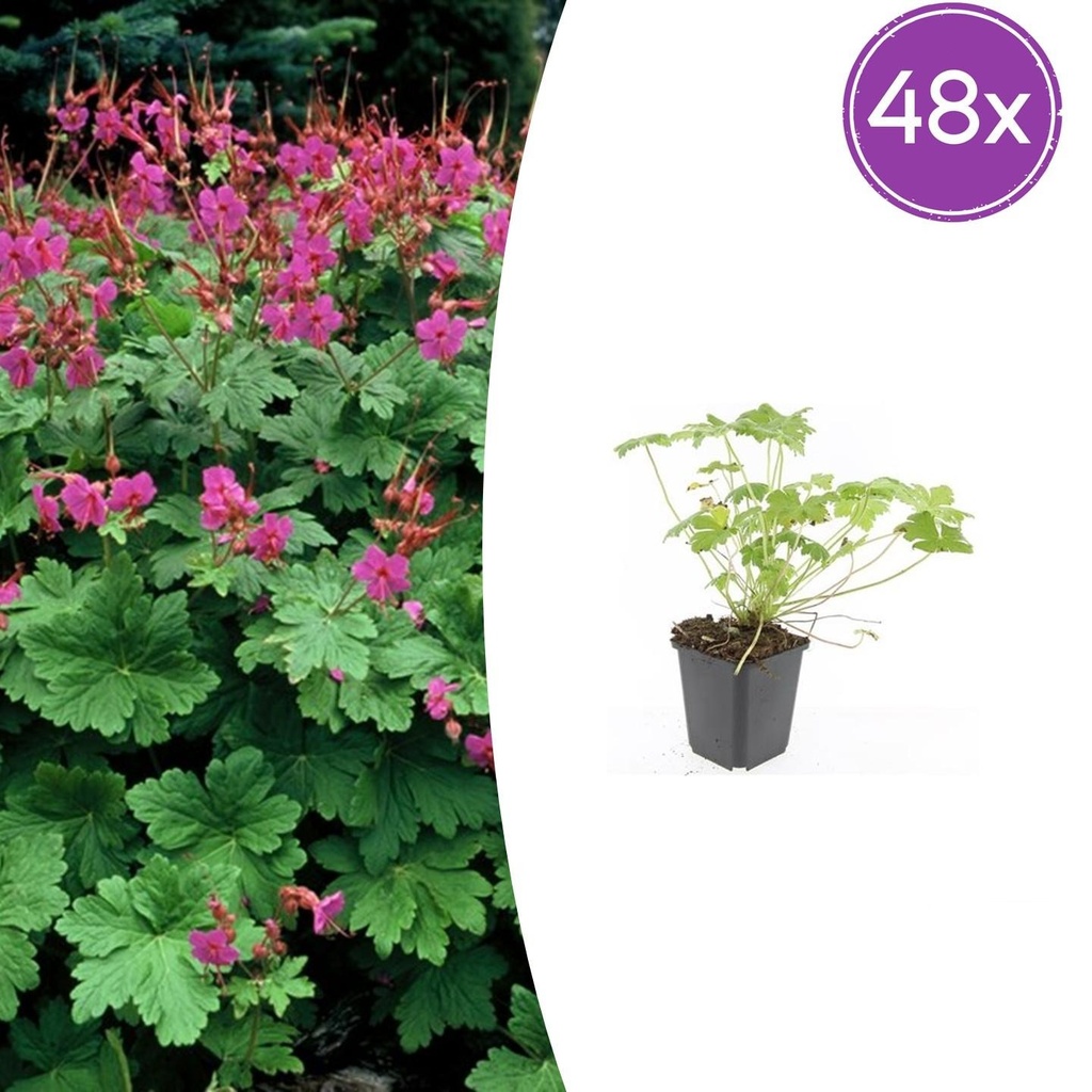 48x Geranium macr. 'Czakor' - ↕10-25cm - Ø9cm