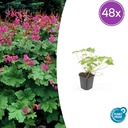 Geranie 'Czakor' 48er-Set (Geranium macrorrhizum) – winterharte Staude, Topf-Ø 9 cm, Höhe ca. 25 cm
