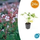 Geranie 'Spessart' 24er-Set (Geranium macrorrhizum) – winterharte Staude, Topf-Ø 9 cm, Höhe ca. 25 cm