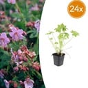 24x Geranium macrorrhizum - ↕10-25cm - Ø9cm